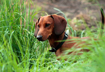 Hundebetreuung Friedrichshain 1